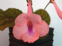 Sinningia 'Ozark Desert Dawn' Sinningia 'Ozark Desert Dawn'